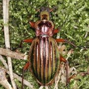 Carabus auronitens F., 1792, Carabidae (18–26 mm) Carabus auronitens (18–26 mm)