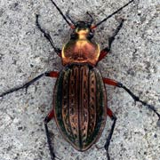 Carabus cancellatus Ill., 1798, Carabidae (19–33 mm) Carabus cancellatus (19–33 mm)