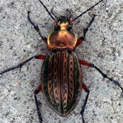 Carabus cancellatus (19–33 mm)