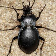 Carabus convexus F., 1775 ♀, Carabidae (14–20 mm) Carabus convexus (14–20 mm)