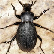 Carabus coriaceus L., 1758 ♂, Carabidae (34–40 mm) Carabus coriaceus (34–40 mm)