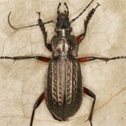 Carabus granulatus L., 1758 ♂, Carabidae (17–23 mm) Carabus granulatus (17–23 mm)