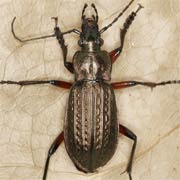 Carabus granulatus (17–23 mm)