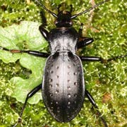 Carabus hortensis (23–30 mm)