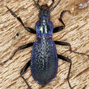 Carabus intricatus L., 1761 ♂, Carabidae (24–36 mm) Carabus intricatus (24–36 mm)