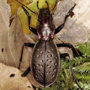 Carabus irregularis (19–30 mm)