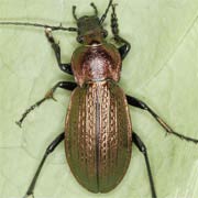 Carabus monilis F., 1792, Carabidae (17–32 mm) Carabus monilis (17–32 mm)