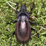 Carabus nemoralis Müll., 1764 ♂, Carabidae (20–26 mm) Carabus nemoralis (20–26 mm)