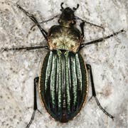 Carabus nitens L., 1758 ♀, Carabidae (13–17 mm) Carabus nitens (13–17 mm)