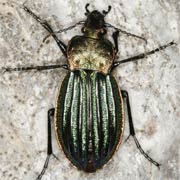 Carabus nitens (13–17 mm)