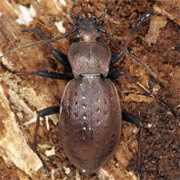 Carabus silvestris (19–29 mm)