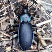 Carabus violaceus L., 1758 ♂, Carabidae (18–34 mm) Carabus violaceus (18–34 mm)