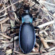 Carabus violaceus (18–34 mm)