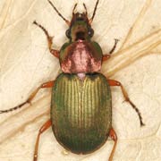 Chlaenius nigricornis (F., 1787), Carabidae (9–13 mm) Chlaenius nigricornis (9–13 mm)