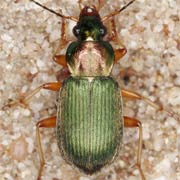 Chlaenius nitidulus (Schrk., 1781) ♂, Carabidae (10–13 mm) Chlaenius nitidulus (10–13 mm)