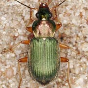 Chlaenius nitidulus (10–13 mm)