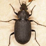 Chlaenius tristis (Schall., 1783), Carabidae (10–13 mm) Chlaenius tristis (10–13 mm)