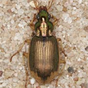 Chlaenius vestitus (Payk., 1790), Carabidae (8–11 mm) Chlaenius vestitus (8–11 mm)