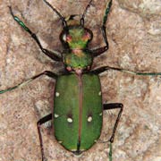 Cicindela campestris (10.5–14.5 mm)