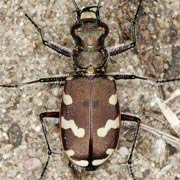 Cicindela hybrida L., 1758, Carabidae (11.5–15.5 mm) Cicindela hybrida (11.5–15.5 mm)