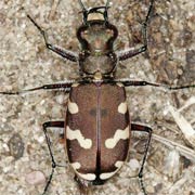 Cicindela hybrida (11.5–15.5 mm)