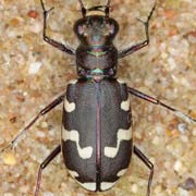 Cicindela maritima (10–13 mm)