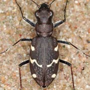 Cicindela silvatica L., 1758, Carabidae (14–20 mm) Cicindela silvatica (14–20 mm)
