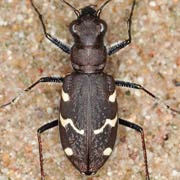 Cicindela silvatica (14–20 mm)