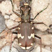 Cicindela silvicola Dej., 1822 ♂, Carabidae (12–16 mm) Cicindela silvicola (12–16 mm)