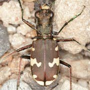 Cicindela silvicola (12–16 mm)