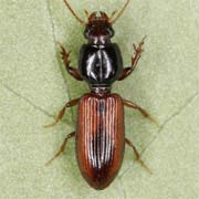 Clivina collaris (4.5–5.5 mm)