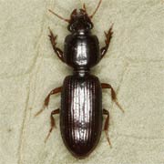 Clivina fossor (L., 1758), Carabidae (5.5–6.3 mm) Clivina fossor (5.5–6.3 mm)