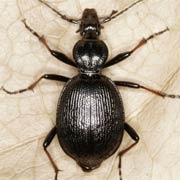 Cychrus attenuatus F., 1792, Carabidae (13–16 mm) Cychrus attenuatus (13–16 mm)