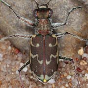 Cylindera arenaria Fuessl., 1775, Carabidae (6.5–10 mm) Cylindera arenaria (6.5–10 mm)
