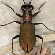 Cylindera germanica L., 1758, Carabidae (7.5–10.5 mm) Cylindera germanica (7.5–10.5 mm)