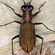 Cylindera germanica (7.5–10.5 mm)