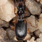 Cymindis axillaris (F., 1794), Carabidae (7.5–10.5 mm) Cymindis axillaris (7.5–10.5 mm)