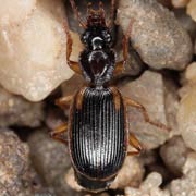 Cymindis axillaris (7.5–10.5 mm)