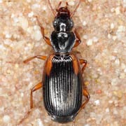 Cymindis humeralis (Geoffr., 1785), Carabidae (7.8–11 mm) Cymindis humeralis (7.8–11 mm)