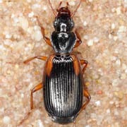 Cymindis humeralis (7.8–11 mm)