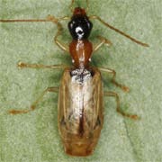 Demetrias atricapillus (L., 1758), Carabidae (4.5–6 mm) Demetrias atricapillus (4.5–6 mm)