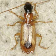 Demetrias monostigma Sam., 1819, Carabidae (4.1–5.5 mm) Demetrias monostigma (4.1–5.5 mm)