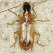 Demetrias monostigma (4.1–5.5 mm)