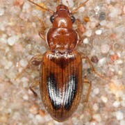 Dicheirotrichus obsoletus (Dej., 1829, Carabidae (5.5–7.8 mm) Dicheirotrichus obsoletus (5.5–7.8 mm)