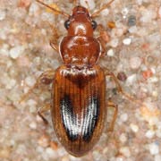 Dicheirotrichus obsoletus (5.5–7.8 mm)