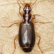 Dromius agilis (F., 1787), Carabidae (5–6 mm) Dromius agilis (5–6 mm)