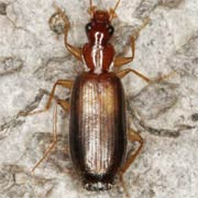 Dromius angustus Brulle, 1834, Carabidae (6–7 mm) Dromius angustus (6–7 mm)