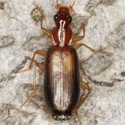 Dromius angustus (6–7 mm)