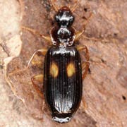 Dromius fenestratus (F., 1794), Carabidae (5–6.5 mm) Dromius fenestratus (5–6.5 mm)
