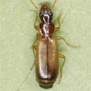 Dromius linearis (5–6 mm)